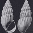 Image of Rissoina clavula dudariensis Strausz 1966