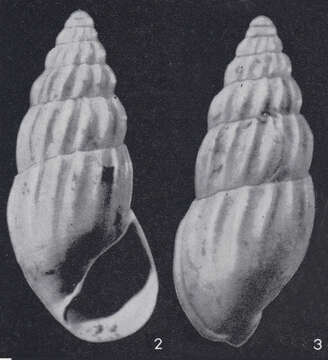 Image de Rissoina clavula (Deshayes 1825)