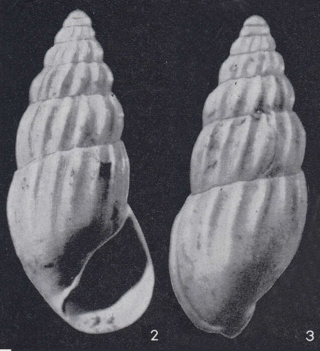 Image of Rissoina clavula dudariensis Strausz 1966