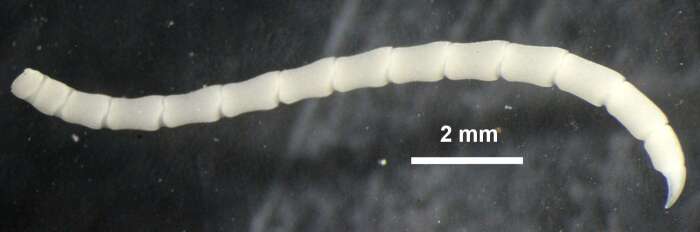 Image of Mastigometra flagellifera AH Clark 1908