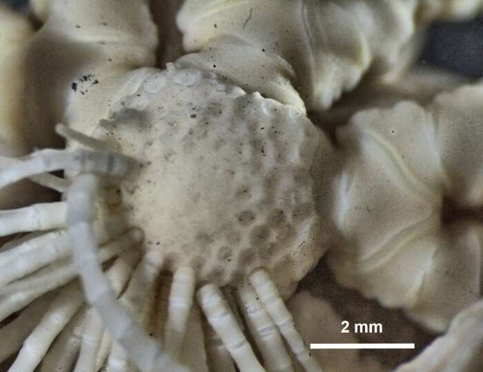 Image of Mastigometra flagellifera AH Clark 1908