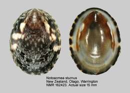 Image de Notoacmea sturnus (Hombron & Jacquinot 1841)