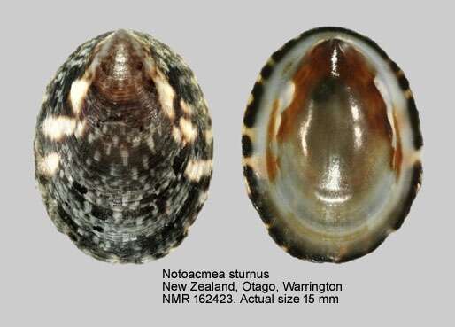 Sivun Notoacmea sturnus (Hombron & Jacquinot 1841) kuva