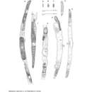 Image of Halalaimus algeriensis Coomans & Jacobs 1983