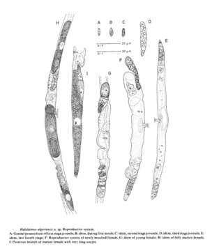 صورة Halalaimus algeriensis Coomans & Jacobs 1983