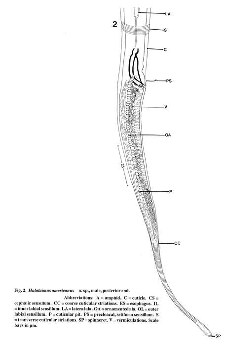 Image of Halalaimus americanus Keppner 1992