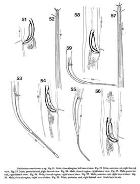 Image de Halalaimus americanus Keppner 1992