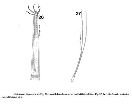 صورة Halalaimus bayensis Keppner 1992