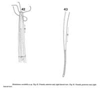 Plancia ëd Halalaimus variabilis Keppner 1992