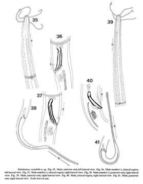 صورة Halalaimus variabilis Keppner 1992