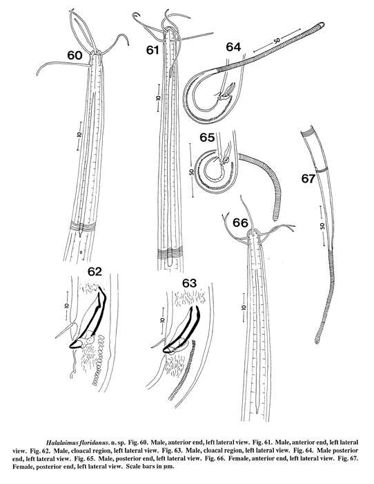 Image of Halalaimus floridanus Keppner 1992