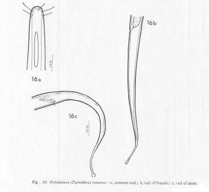 Image of Halalaimus comatus Wieser 1953