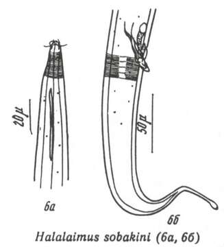 Image of Halalaimus sobakini Sergeeva 1973