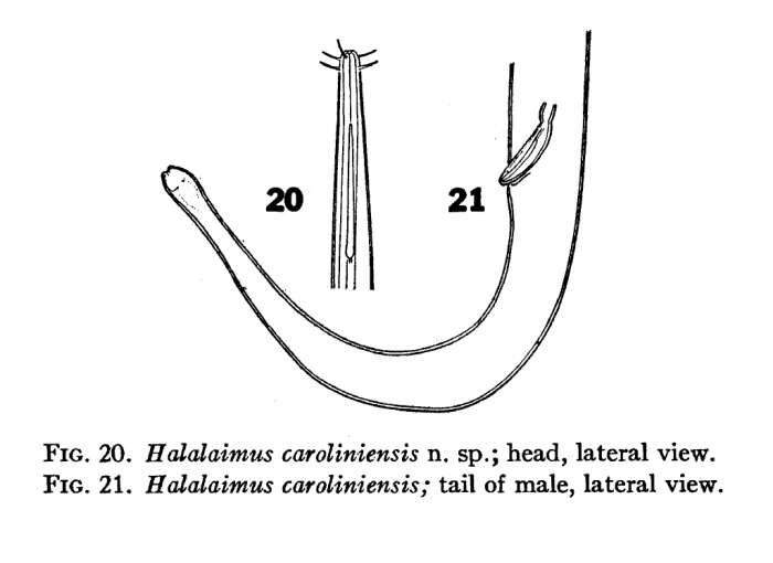 Image of Halalaimus caroliniensis Chitwood 1936