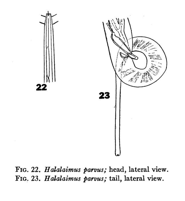 Image of Halalaimus parvus Chitwood 1936