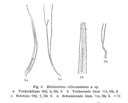 Image of Halalaimus ciliocaudatus Allgén 1932