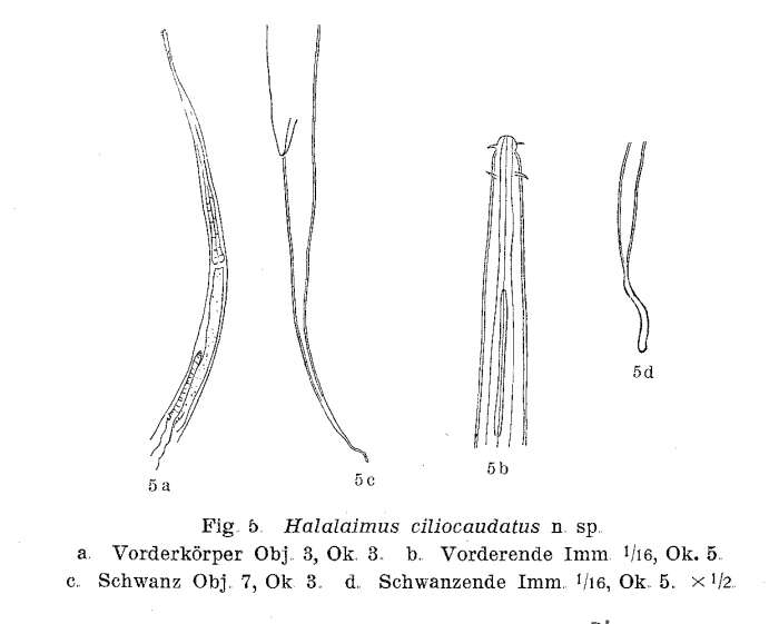 Image de Halalaimus ciliocaudatus Allgén 1932