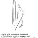 صورة Halalaimus ciliocaudatus Allgén 1932