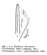 Image of Halalaimus ciliocaudatus Allgén 1932