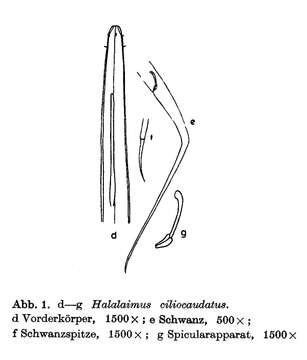 Image of Halalaimus ciliocaudatus Allgén 1932