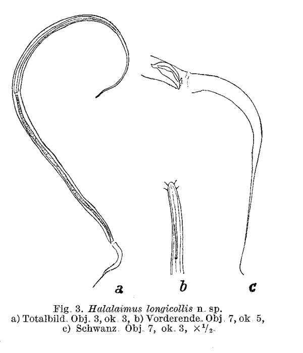 Image of Halalaimus longicollis Allgén 1932