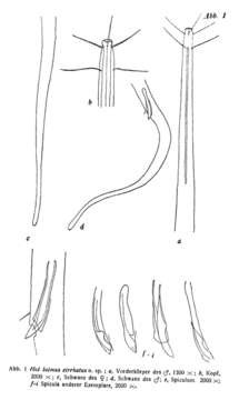 Image of Halalaimus cirrhatus Gerlach 1953