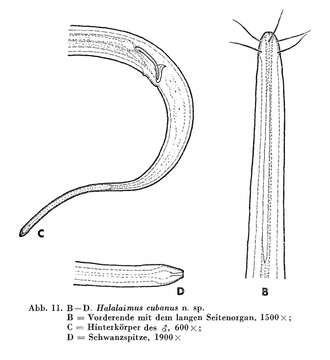 Image of Halalaimus cubanus Andrássy 1973