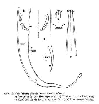 Sivun Halalaimus curvicaudatus Juario 1974 kuva