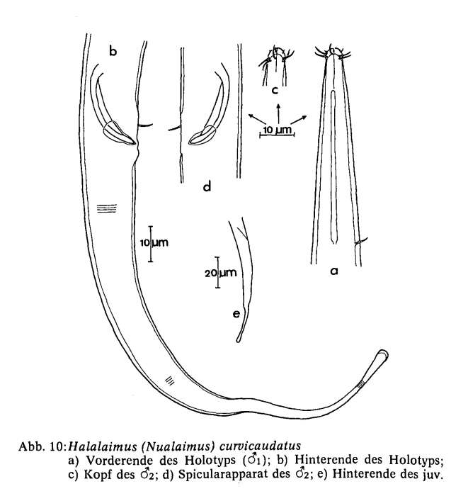 Image of Halalaimus curvicaudatus Juario 1974