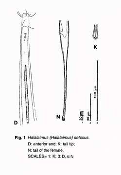 Halalaimus setosus Timm 1961的圖片