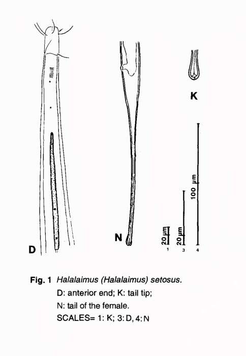 Image of Halalaimus setosus Timm 1961