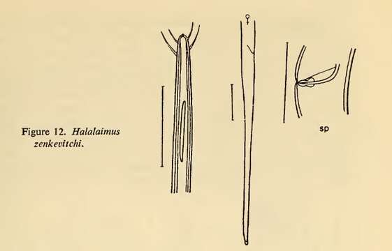 Image of Halalaimus zenkevitshi Filipjev 1927