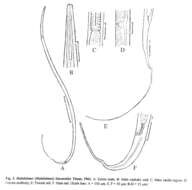 Image of Halalaimus lineatoides Timm 1961