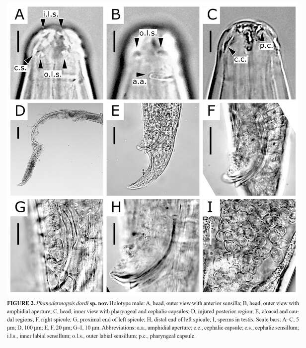 Sivun Phanodermopsis dordi Shimada, Takeda, Tsune & Murakami 2020 kuva