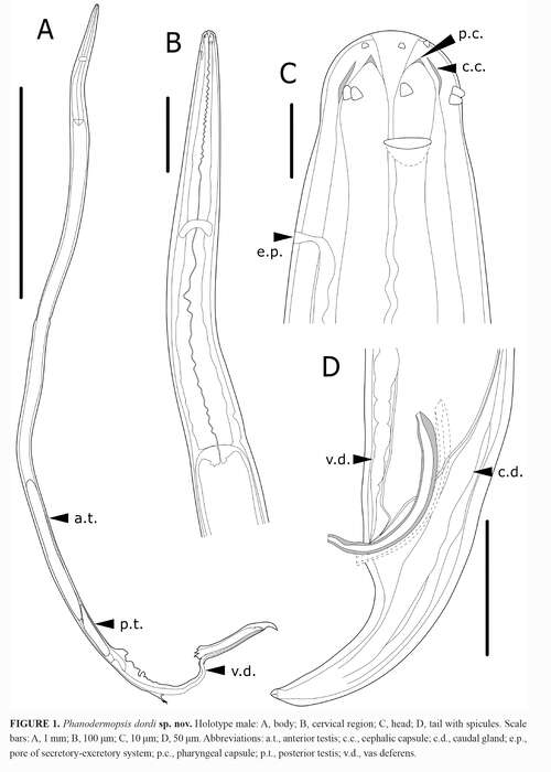 Sivun Phanodermopsis dordi Shimada, Takeda, Tsune & Murakami 2020 kuva