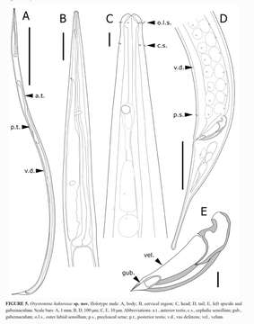 Слика од Oxystomina hakureiae