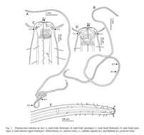 Image of Proplatycoma Platonova 1976