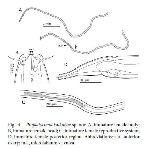 Image of Proplatycoma Platonova 1976