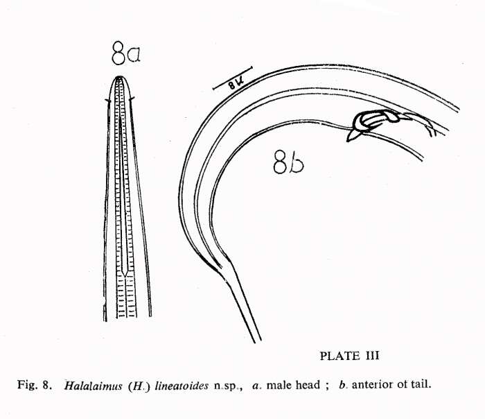 Image of Halalaimus lineatoides Timm 1961