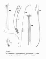 Image of Halalaimus monstrocaudatus Vitiello 1970