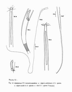 Image of Halalaimus monstrocaudatus Vitiello 1970