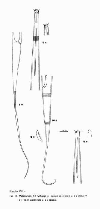 Image of Halalaimus turbidus Vitiello 1970