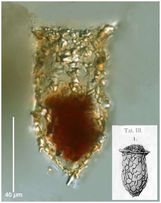 Image de Tintinnopsis nitida Brandt 1986