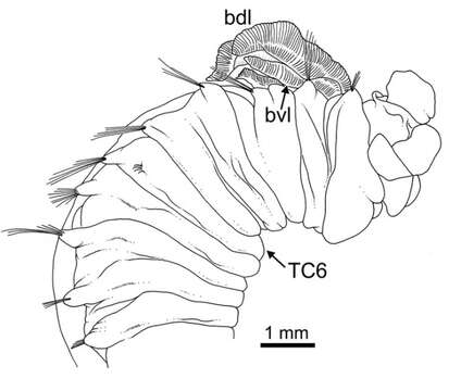 Image of Terebellides bakkeni Parapar, Capa, Nygren & Moreira 2020