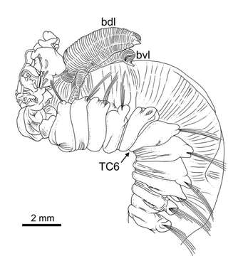 Image of Terebellides kongsrudi Parapar, Capa, Nygren & Moreira 2020