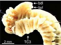 Image of Terebellides kongsrudi Parapar, Capa, Nygren & Moreira 2020