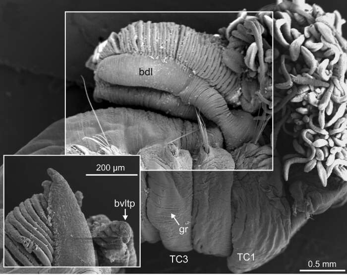 Image of Terebellides ronningae Parapar, Capa, Nygren & Moreira 2020