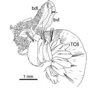 Image of Terebellides ronningae Parapar, Capa, Nygren & Moreira 2020