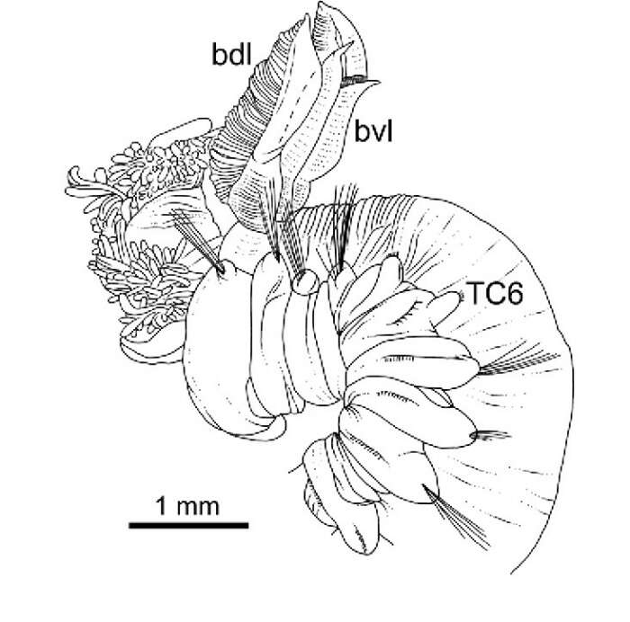 Image of Terebellides ronningae Parapar, Capa, Nygren & Moreira 2020