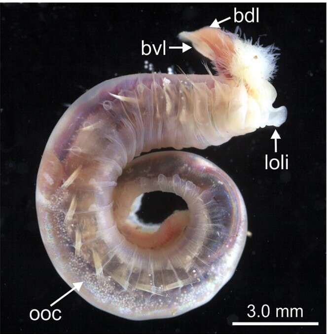 Image de Terebellides norvegica Parapar, Capa, Nygren & Moreira 2020